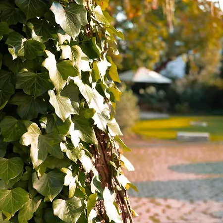 Konukevi Benz Garni Schwetzingen